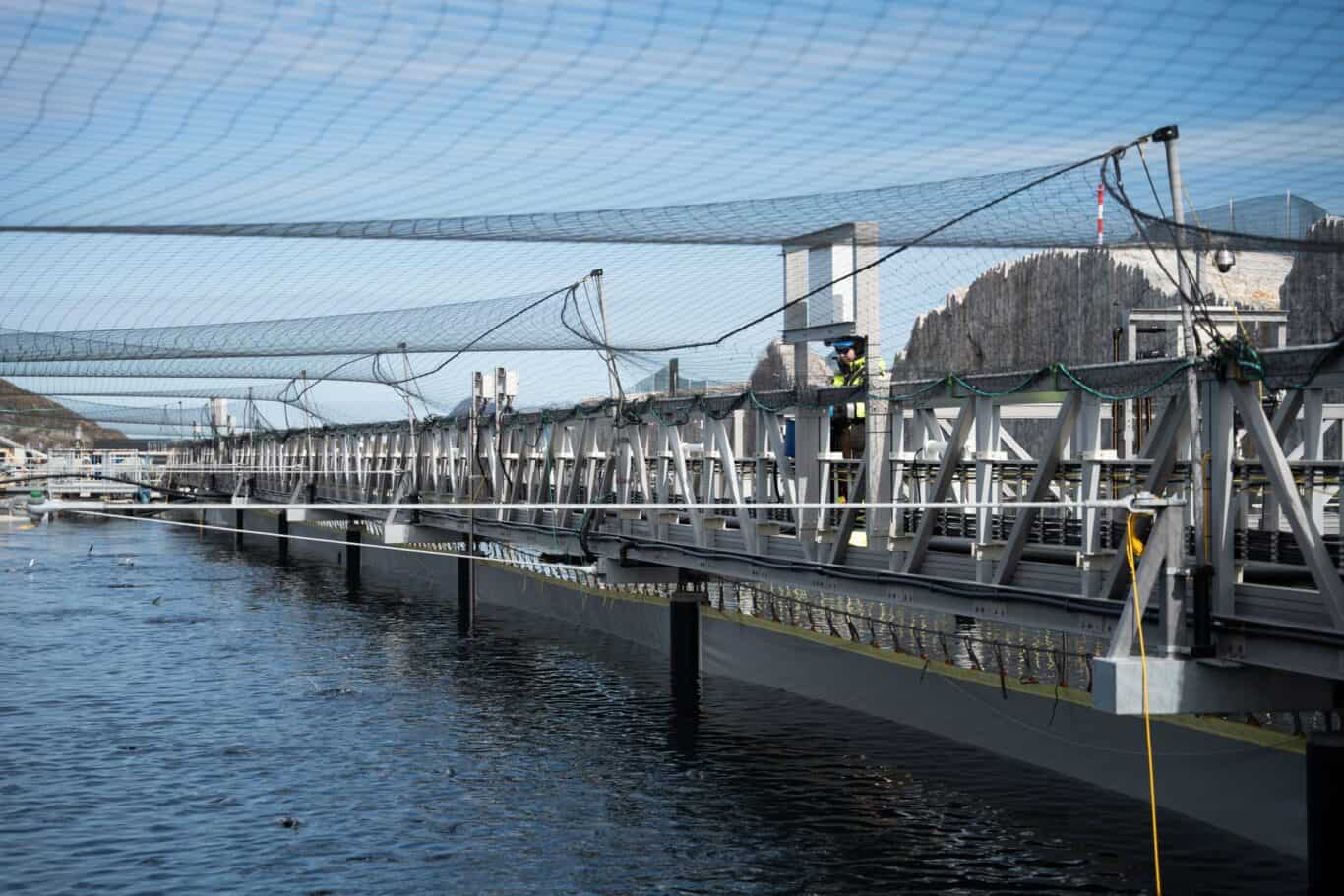 Gigante Salmon åpner nytt anlegg med glassfiber gangbaner